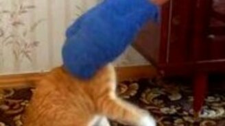 Каков кот в ярости - смотреть видео (1:31)