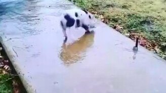 Поросёнок и гололёд - смотреть видео (0:11)