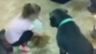 Девочка кормит питбулей - смотреть видео (2:24)