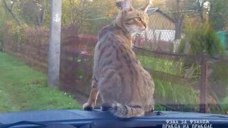 Как кот ездит на дачу - смотреть видео (2:01)
