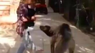 Мальчик защищает макаку от гиены - смотреть видео (0:15)