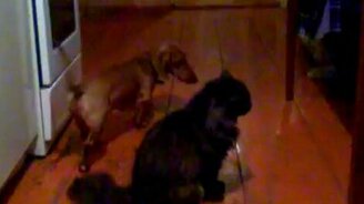 Кот против таксы - смотреть видео (0:53)