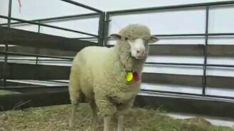 Забавные крики животных - смотреть видео (1:02)