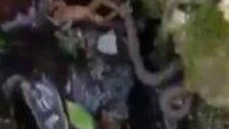 Лягушка сбежала от змеи - смотреть видео (0:37)