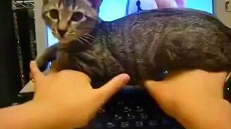 Кот - помеха для работы - смотреть видео (1:40)