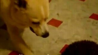 И хочется, и колется - смотреть видео (1:31)