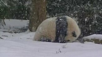 Панды встречают первый снег - смотреть видео (1:04)