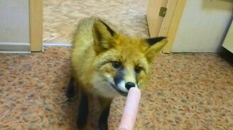 Лиса на ужин зашла - смотреть видео (0:21)