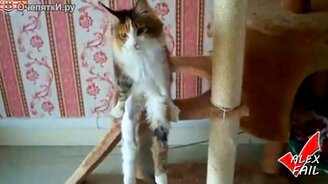 Чумовые весёлости - смотреть видео (4:26)