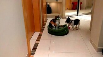 Отвоевал своё место - смотреть видео (0:42)