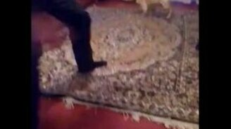 Мстительный мопс - смотреть видео (0:14)