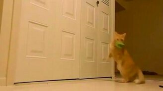 Кот играет с драконом - смотреть видео (0:35)