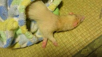 Спящий хорёк с музыкальным слухом - смотреть видео (0:46)