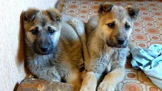 Хозяйка развлекает щенят - смотреть видео (0:28)