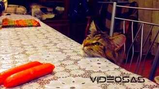 Стол, мейнкун и две сосиски - смотреть видео (0:59)