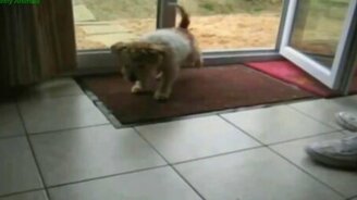 Чистоплотный пёсик - смотреть видео (0:16)