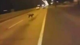 Собака-телепортяка - смотреть видео (0:31)