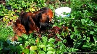 Такса ест клубнику - смотреть видео (1:52)