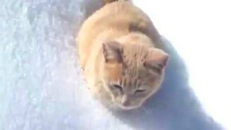 Котейка сапёра - смотреть видео (0:30)