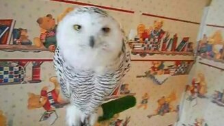 Сова хочет кушать - смотреть видео (0:27)