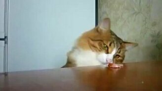 Хитрый кот ест ветчину - смотреть видео (0:45)