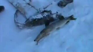 Двойная удача на рыбалке - смотреть видео (0:43)