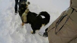 Прогулка зимой с хорьками и собакой - смотреть видео (3:24)