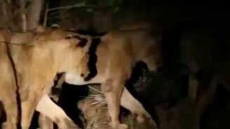 Дикобраз выстоял против львиного прайда - смотреть видео (2:12)