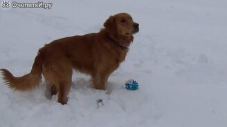 Пёс, смущённый своей игрушкой - смотреть видео (1:07)