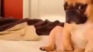 Весёлые меньшие братья - смотреть видео (1:56)