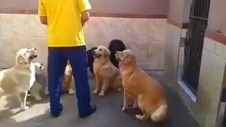 Собаки с силой воли - смотреть видео (0:52)