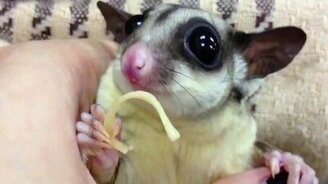 Жующий пучеглазик - смотреть видео (0:47)