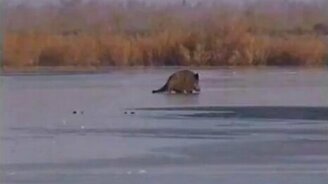 Кабан на льду - смотреть видео (2:02)