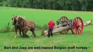 Тяжеловоз против 18 мужчин - смотреть видео (0:43)