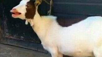 Смешные козы и козлы - смотреть видео (6:17)