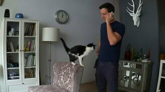 Ласковый кот-хвостик - смотреть видео (1:50)