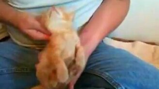 Почеши рыжее ушко - смотреть видео (0:51)