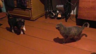 Агрессивный котяра против безобидного щенка - смотреть видео (0:31)