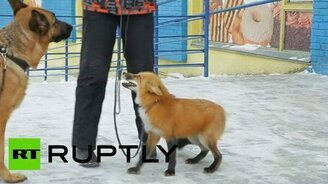 Дружба лисы и овчарки - смотреть видео (1:06)