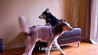 Семейная ссора: собачья версия - смотреть видео (2:07)