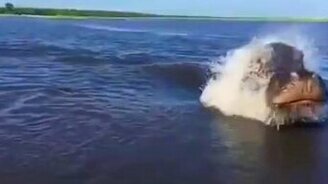 Бегемот атакует! - смотреть видео (0:26)