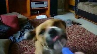 Весёлости со зверушками - смотреть видео (13:39)