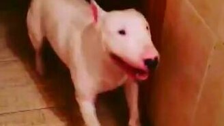 Радостный бультерьер - смотреть видео (0:10)