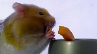 Хомячок запасается едой - смотреть видео (1:55)