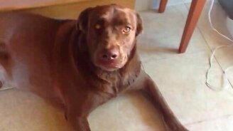 Собака-трактор - смотреть видео (1:34)