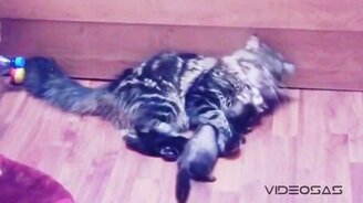 Хорёк против котейки - смотреть видео (2:33)