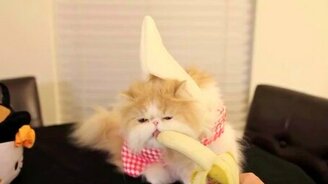 Нарядная кошка ест банан - смотреть видео (0:49)