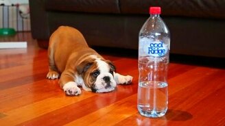 Бульдожик против бутылки - смотреть видео (0:36)