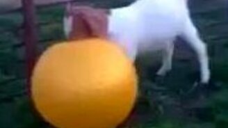 Козочка опробует мячик - смотреть видео (0:32)
