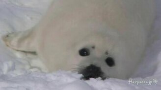 Трогательный морской котик - смотреть видео (2:33)